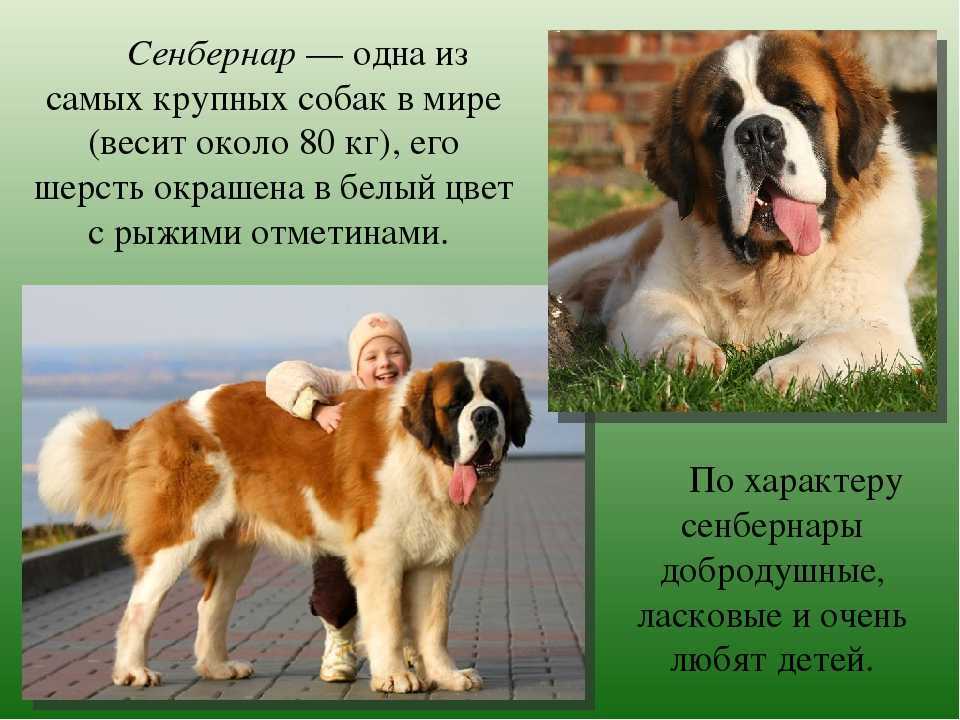 Название породы собак из бетховена: интересные факты и описание вида