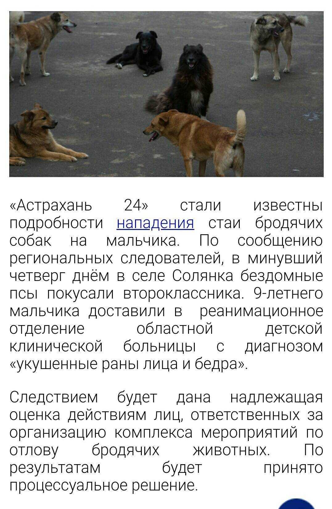 Отлов собак - выгодный бизнес и незаконное освоение бюджетных денег - оксана семык. точка зрения. - новости права | юридический форум закония