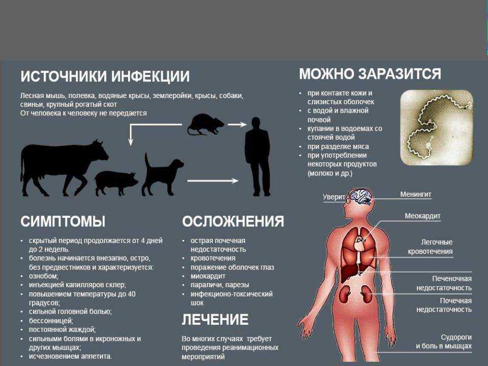 Чумка у собак: как она проявляется, как протекает и можно ли спасти питомца