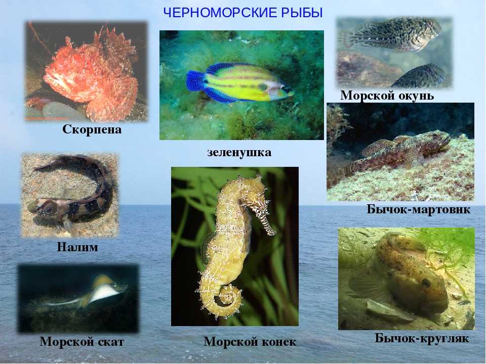 Рыбы черного моря: какие водятся, их виды (ядовитые, хищные и другие)