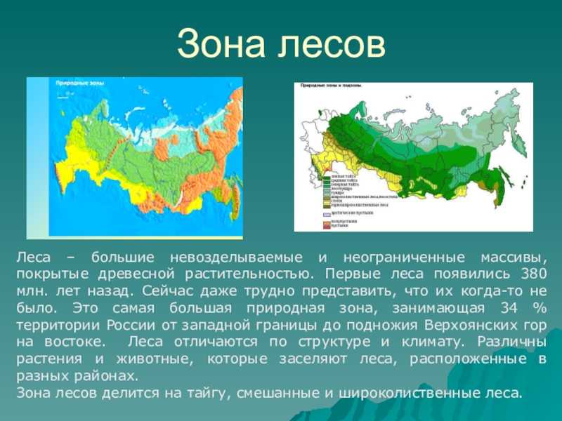 больше о природных зонах густого хвойного леса в Тайге и Сибири Географическое положение Характеристики климата и разнообразие хвойных лесов