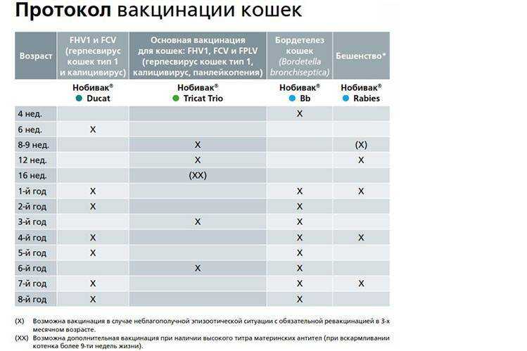 Фелоцел: вакцина для кошек, отчего защищает, схема вакцинации, особенности и последствия