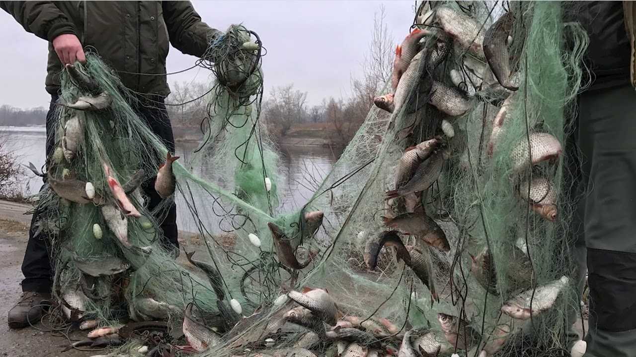 все про браконьерство Фото, видео и факты Что значит браконьерство Определение и актуальность темы Борьба и ответственность, меры и виды наказаний Интересные факты, доклад и сообщение, презентация и реферат