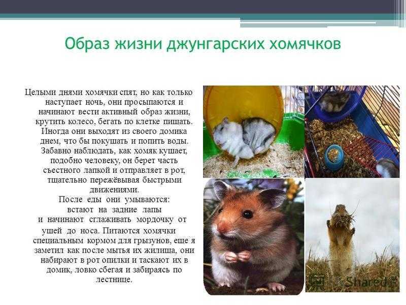Сибирский хомяк, уход, содержание, питание в домашних условиях