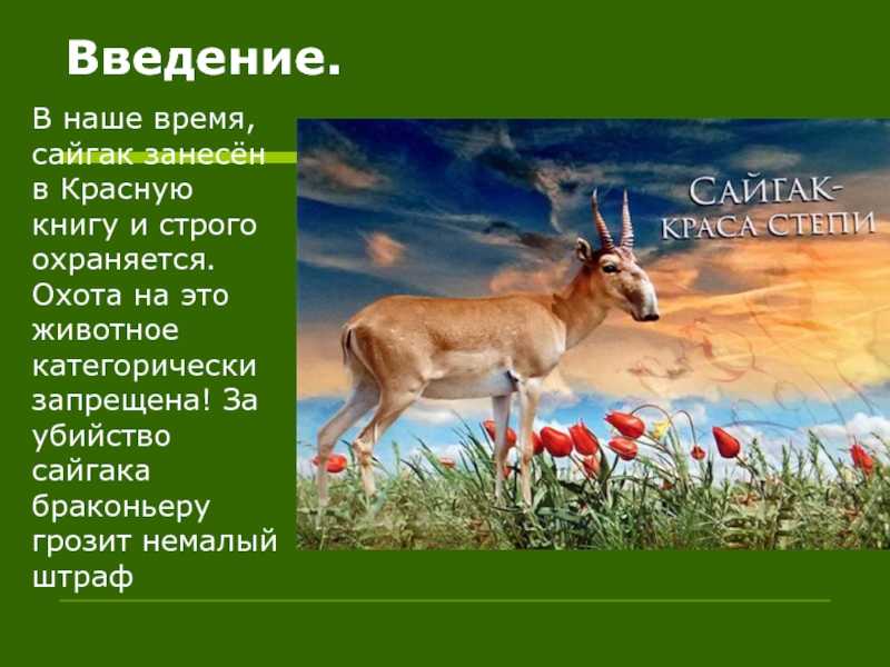 Сайгак: красная книга, описание, чем питается, ареал, 20 фото, 3 видео