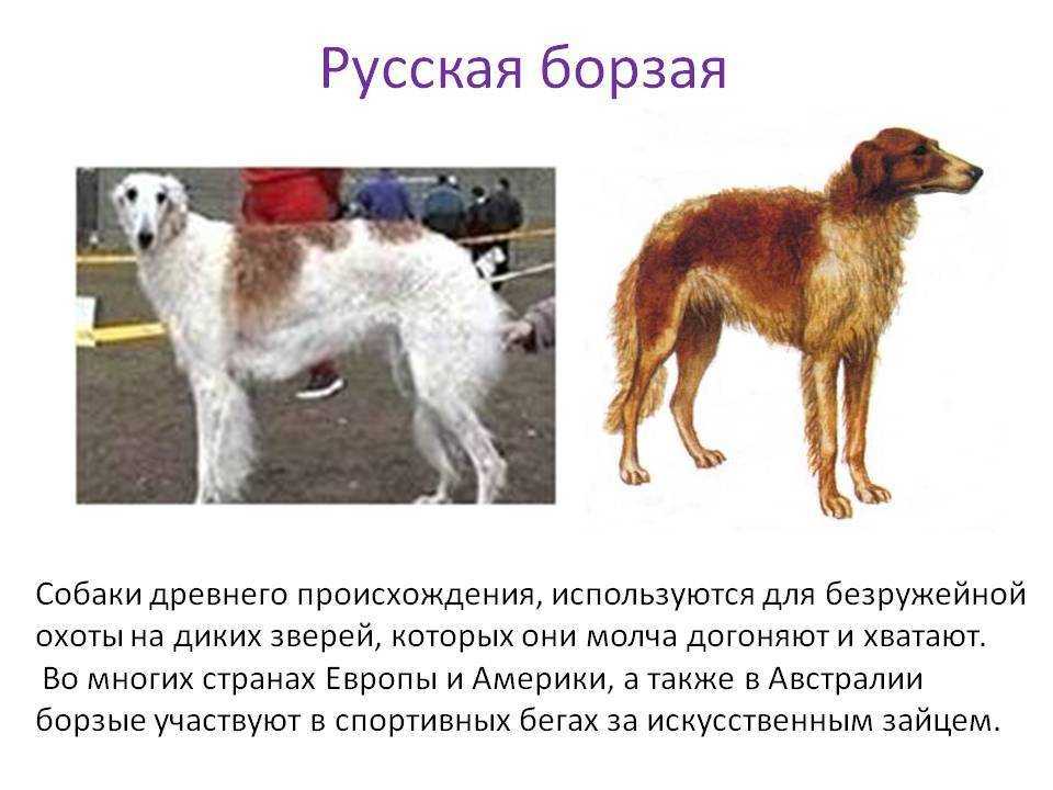 Русская псовая борзая: особенности породы, характера, воспитания