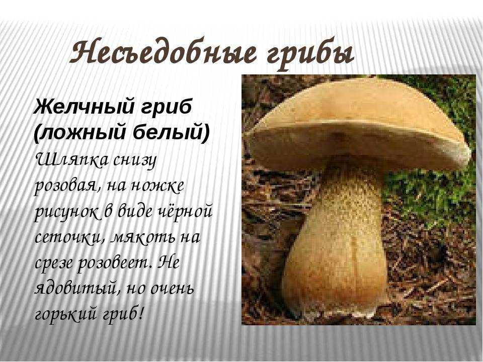 Белый гриб, ложный белый и другие двойники, рецепты приготовления боровиков