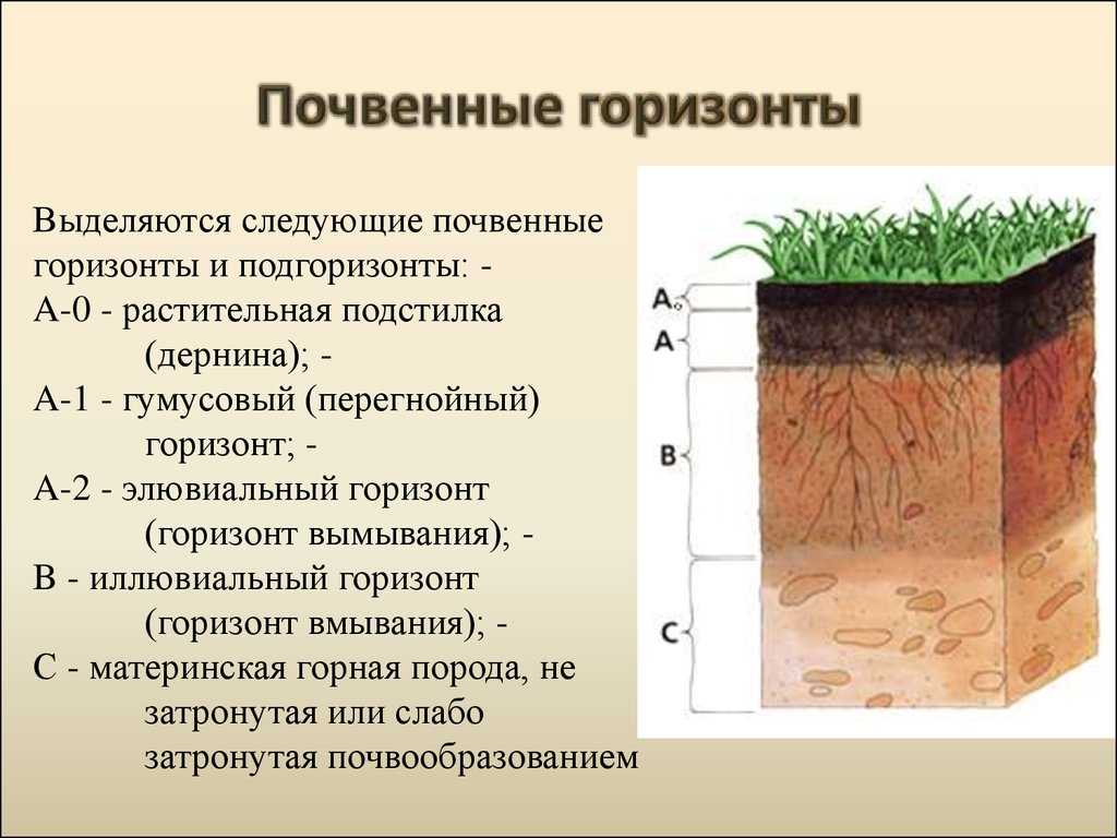 Дерново карбонатные почвы фундамент