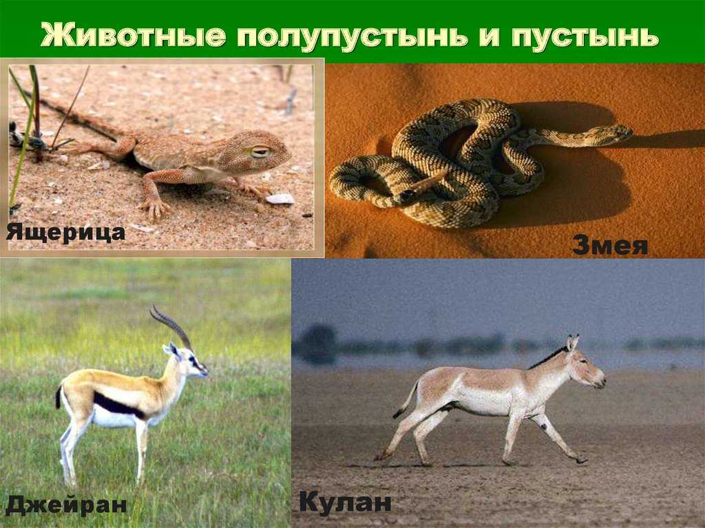 Животные пустыни. описания, названия, особенности и фото животных пустыни