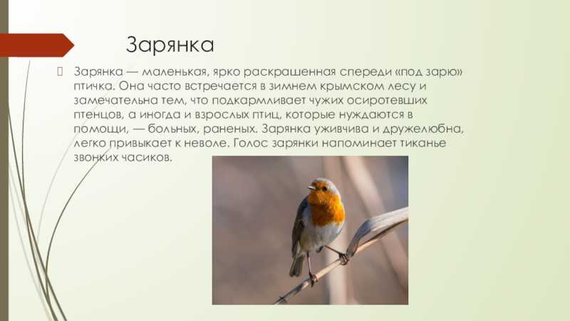 Животные крыма: фото, список видов, описание