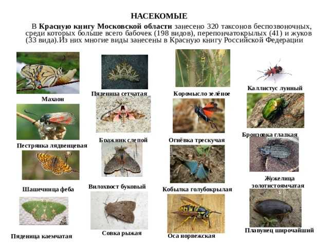 Птицы краснодарского края: лесные, степные, побережья, водоплавающие