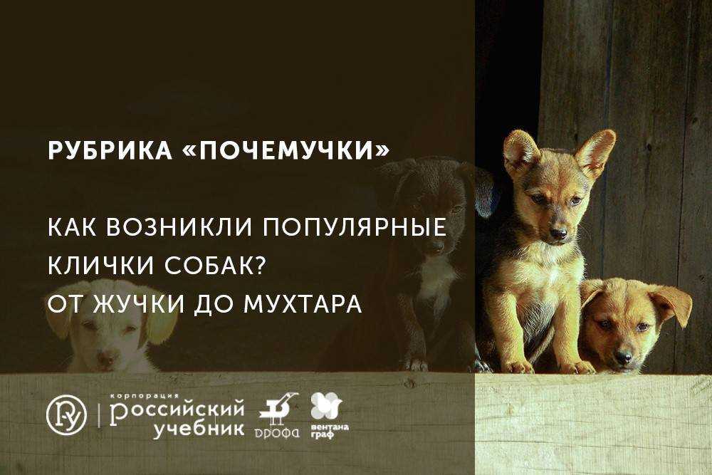 Что означают клички арчи, грей, берта, айза для собак и многие другие
