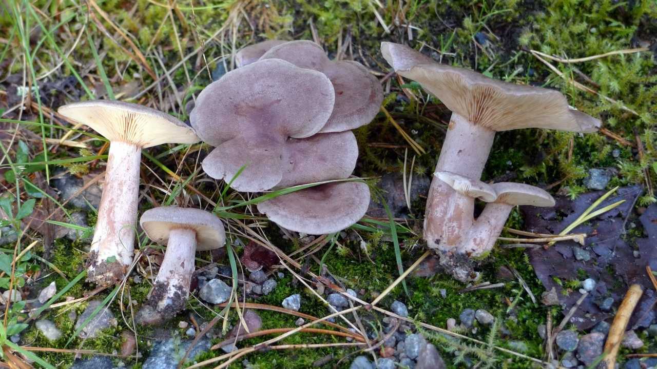 Серушка (лиловый груздь): описание гриба, где растет и как собирать