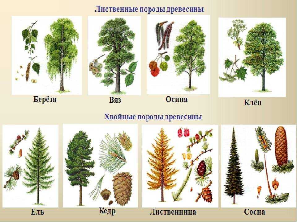 Какие бывают виды лесов