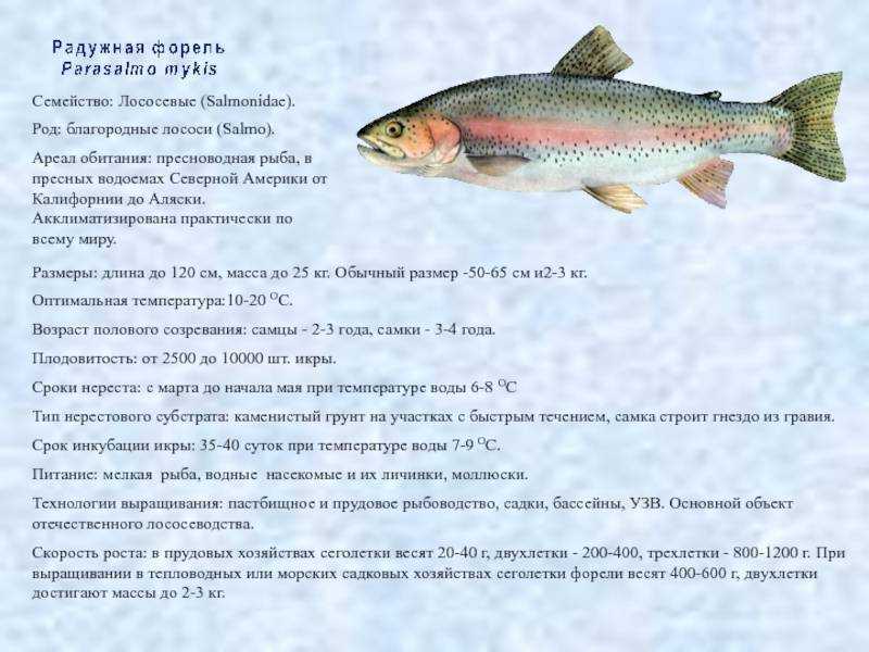 Кумжа - описание, образ жизни, ловля, восстановление популяции, рецепты, фото и видео