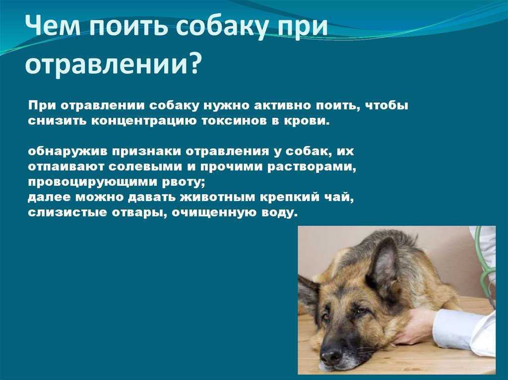 Рвота у собаки: что делать если у собаки рвота - здоровье животных | сеть ветер