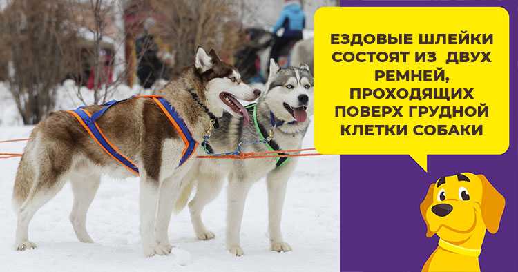 17 шлеек для собак разных пород, названия с фото и описаниями