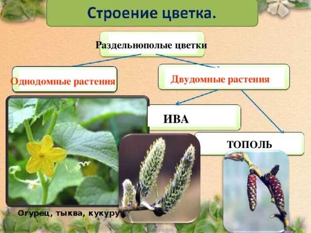 Какие растения называются двудомными