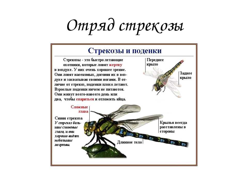 Стрекоза: описание, чем питается, где спит и сколько живет