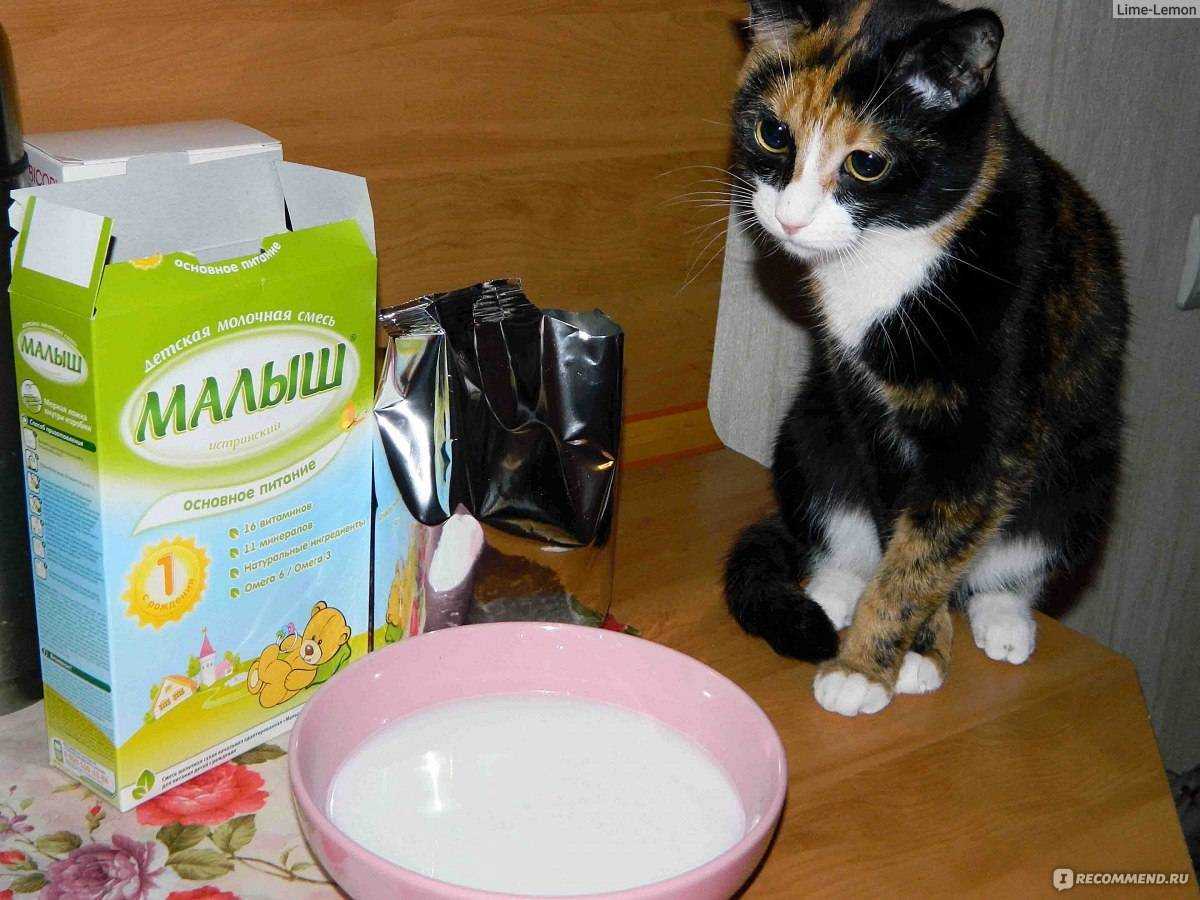 Можно ли кошке давать кефир: польза кисломолочных продуктов, противопоказания