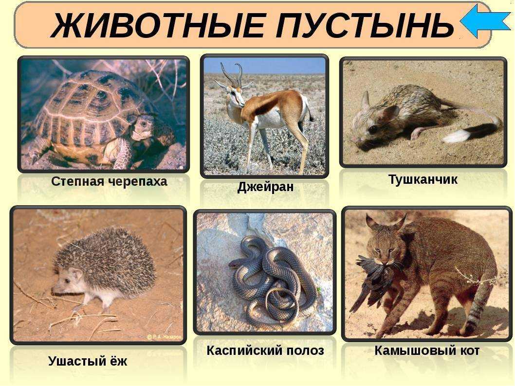 Какие животные живут в пустыне на территории россии
