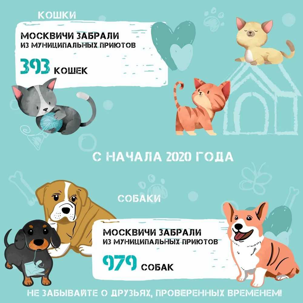 В какой приют отдать собаку — сайт эксперта по животным — howmeow