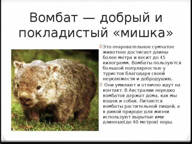 Вомбат — тотемное животное отвратительного мужика