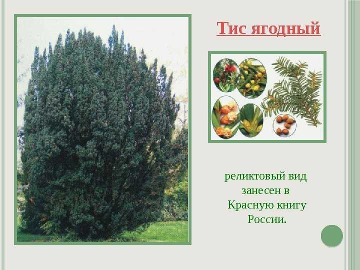 Тис ягодный: описание, сорта, фото, обрезка, посадка и уход.