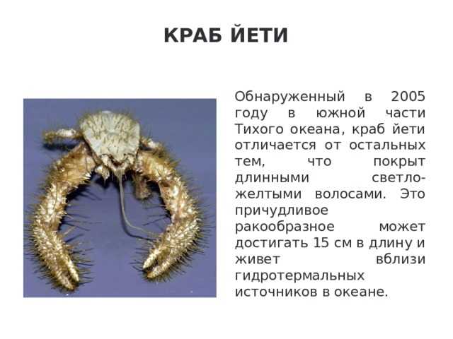 Краб: внешний вид, фото, особенности, интересные факты, среда обитания
