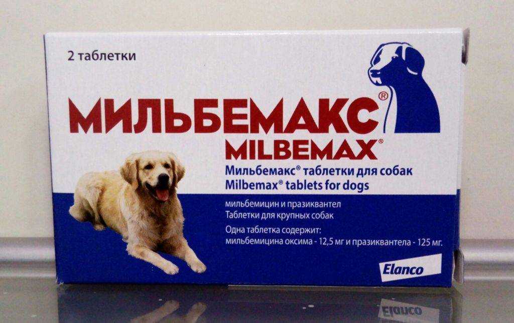 Эффективные народные средства от блох у собак