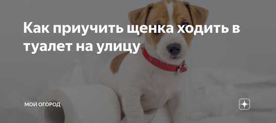 Как приучить собаку ходить в туалет на улицу после пеленки?
как приучить собаку ходить в туалет на улицу после пеленки?