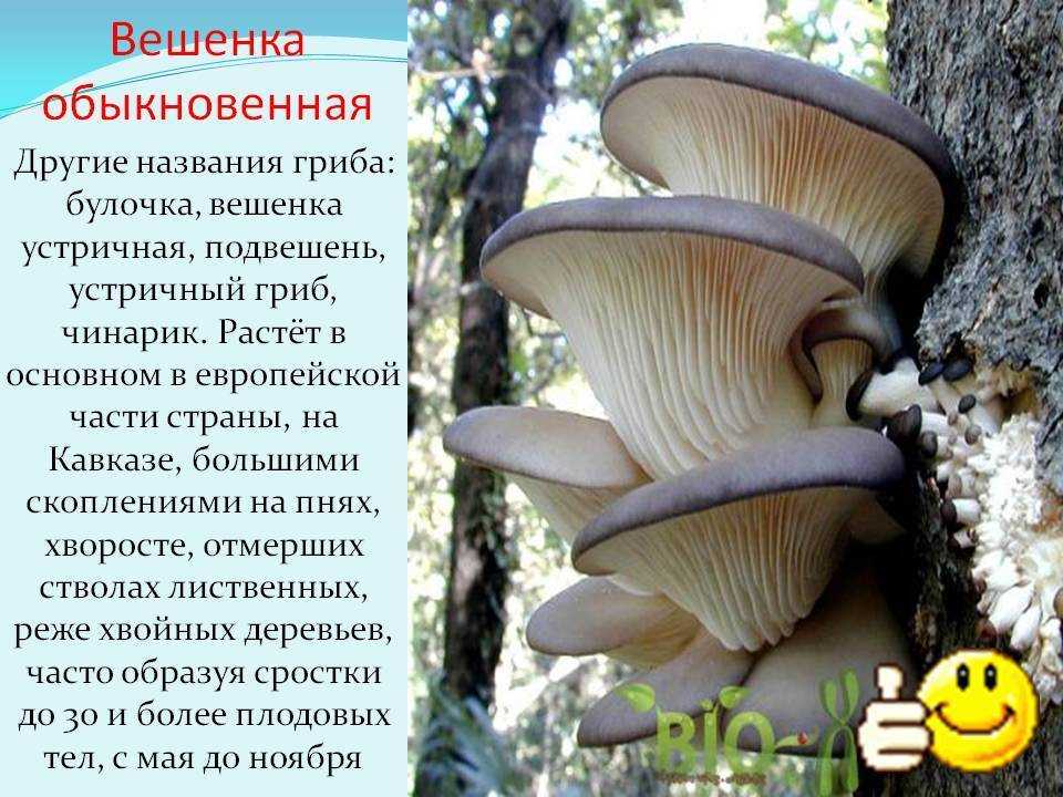 Вёшенки и их двойники в лесу, есть ли ядовитые вёшенки, как выявить настоящие
