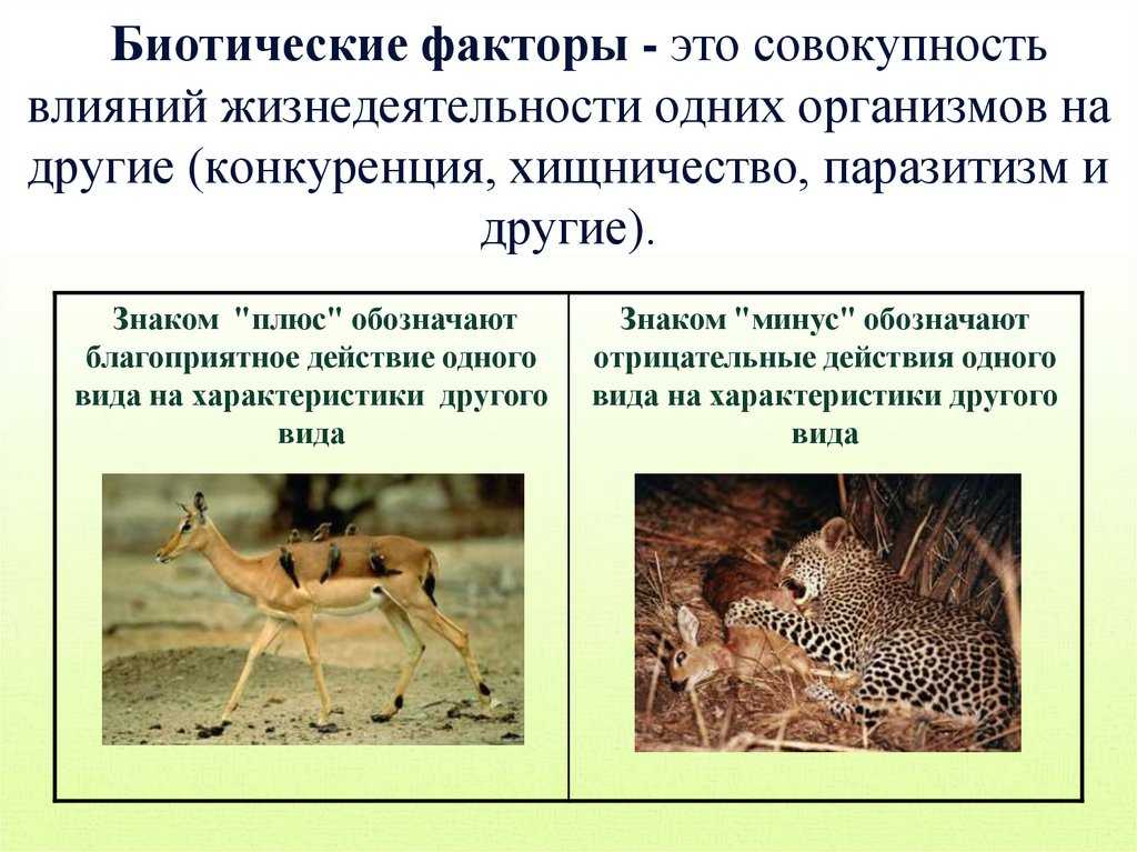 Знакомьтесь! бразильские коати — португальский как родной.