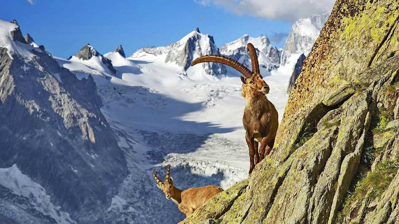 Кианг
