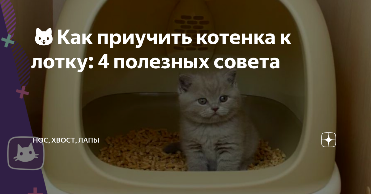 Корректировка поведения и режима дня у котят