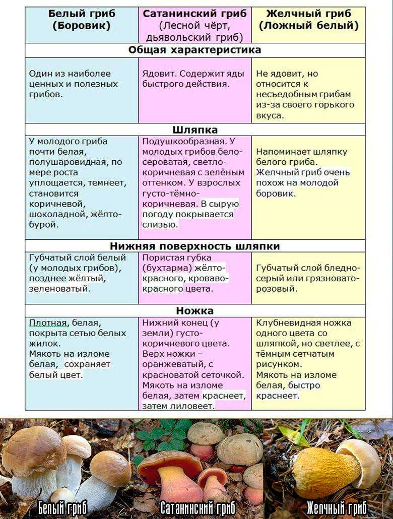 Бледная поганка и шампиньон: сходства и различия