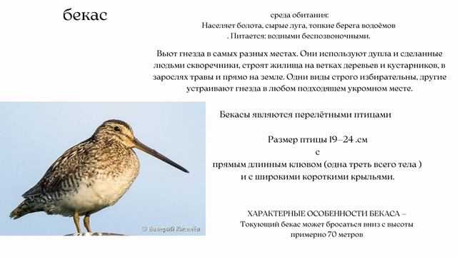 Бекас — птица болотная. чем питается птица бекас? - полезная информация для всех - советы и рекомендации от belmathematics.by