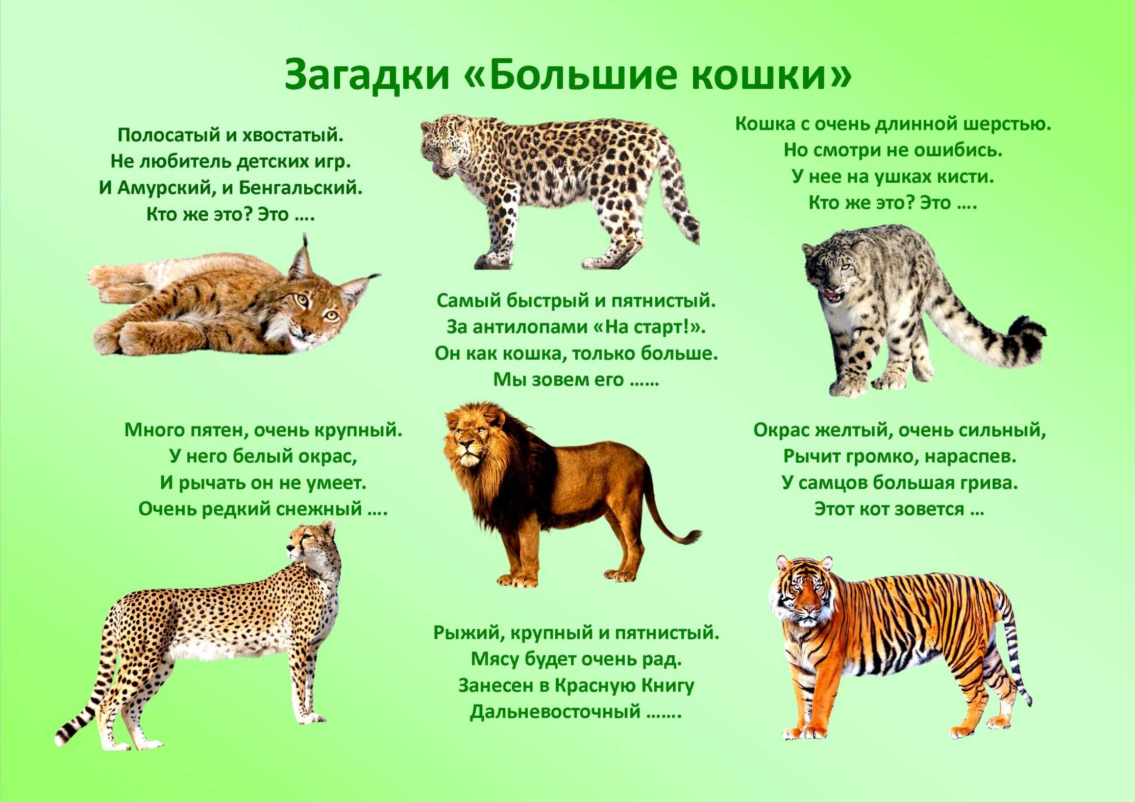 Все виды кошачьих - описание семейства (род) диких хищных кошек, к какому отряду относится кошка