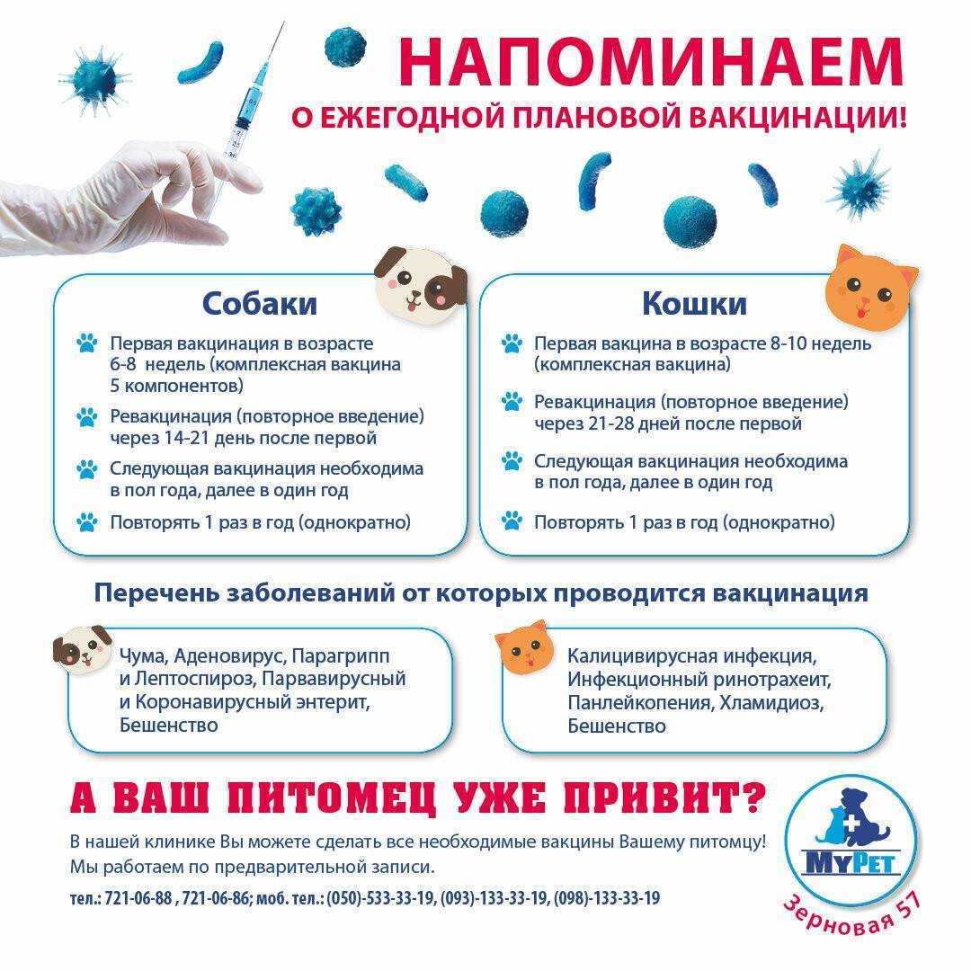 Как проводить дегельминтизацию у кошек - wikihow