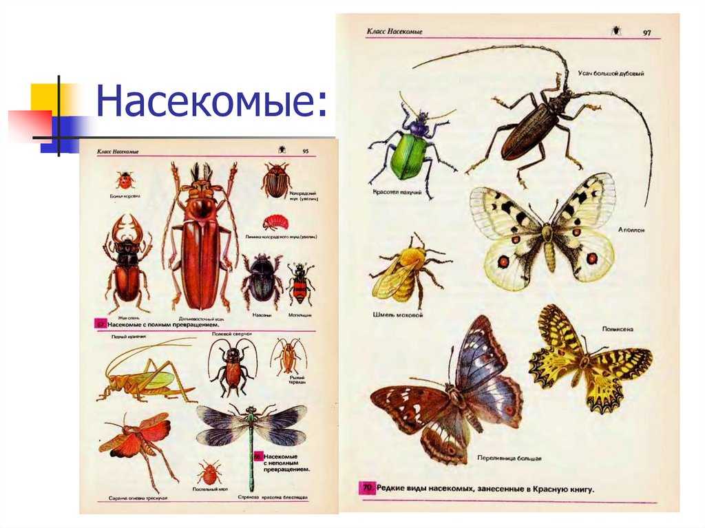 Насекомые красной книги мира и россии – список, виды, название, описание с фото и видео - живой мир