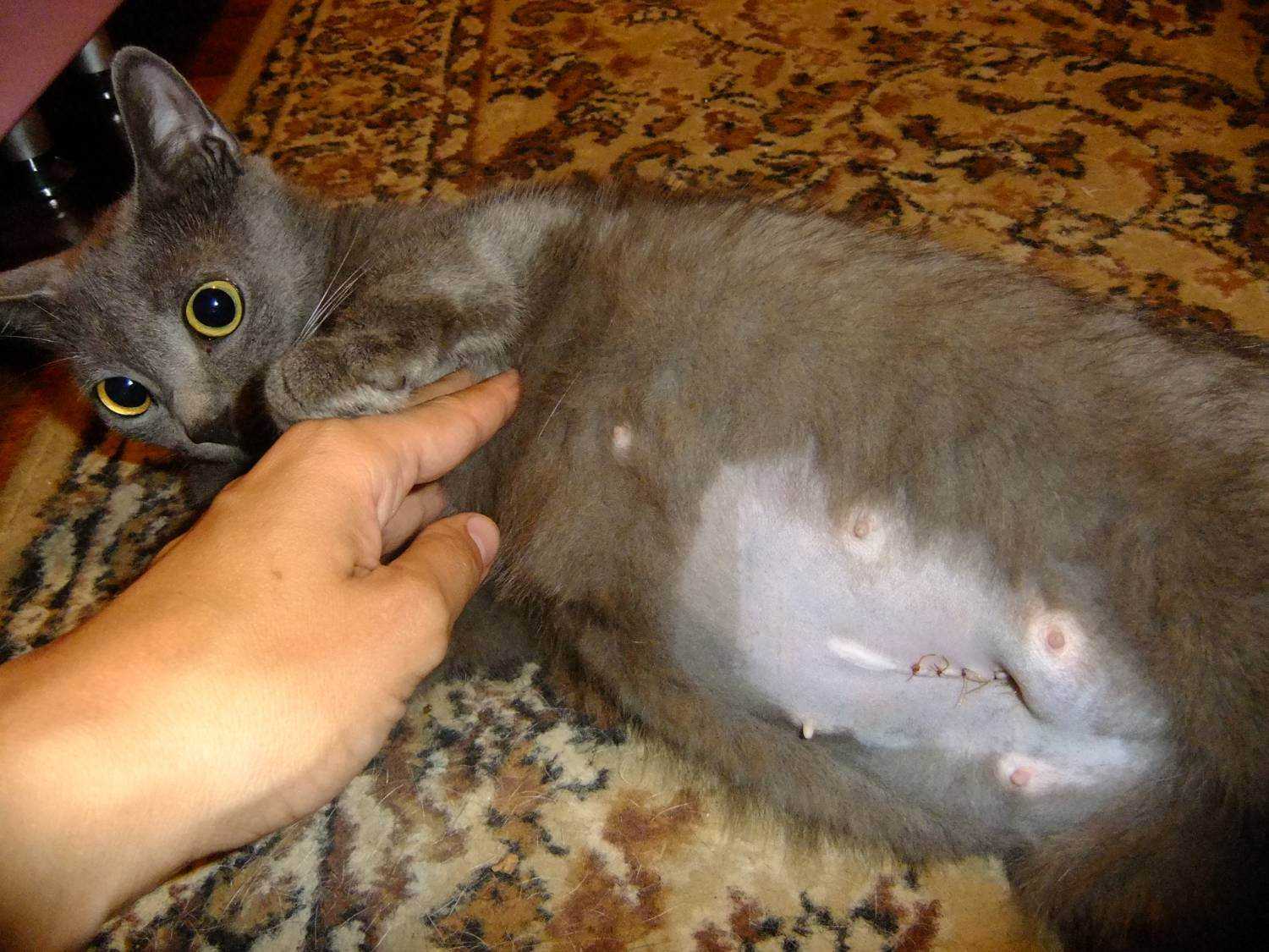 Кот постоянно лижется под хвостом, кошка все время вылизывается