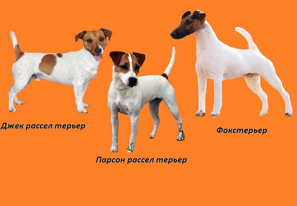 Джек-рассел-терьер: фото, описание, характер, содержание, отзывы