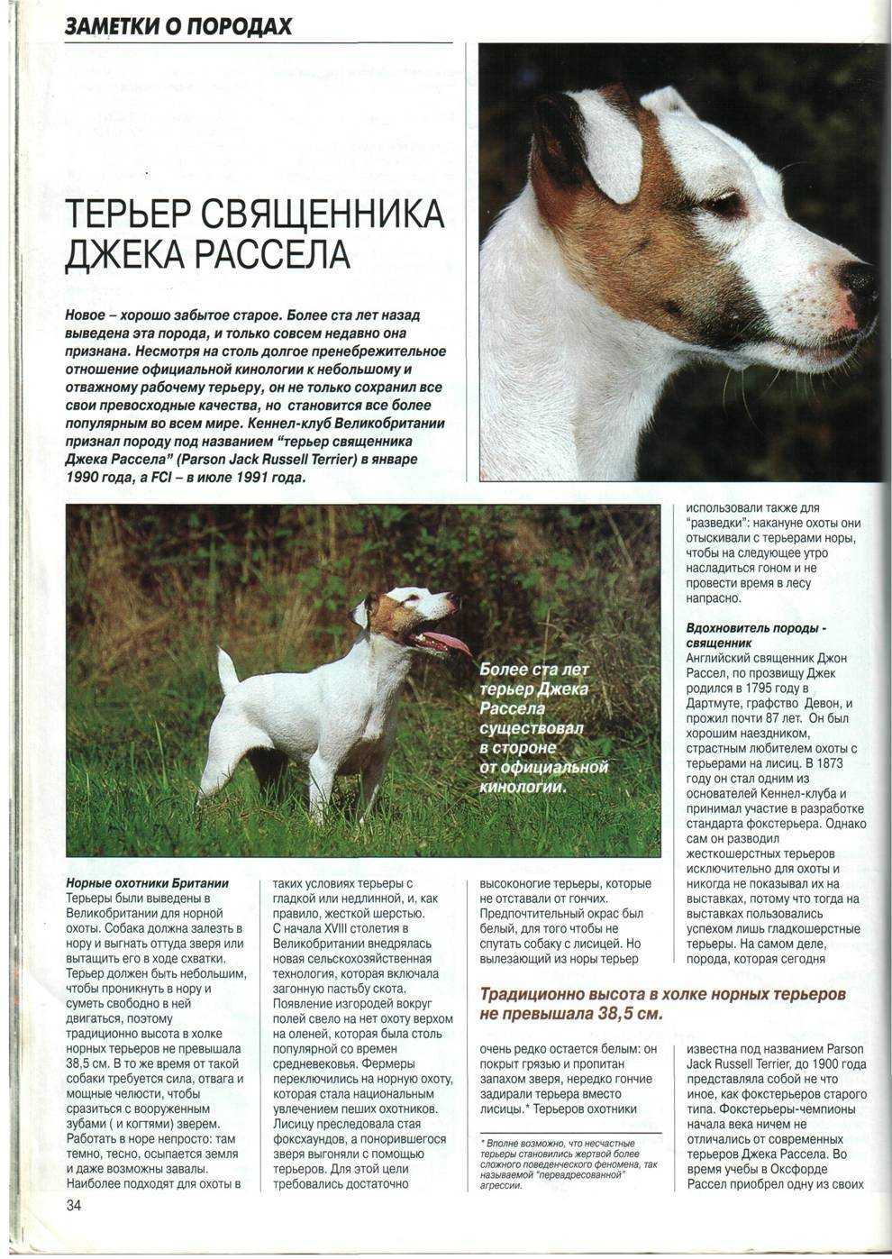Вес джек рассел терьера по месяцам таблица щенка