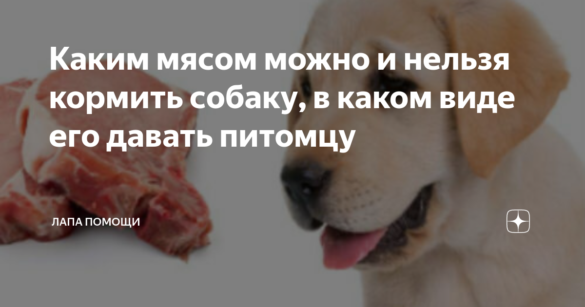Кости: польза или вред для собаки?
