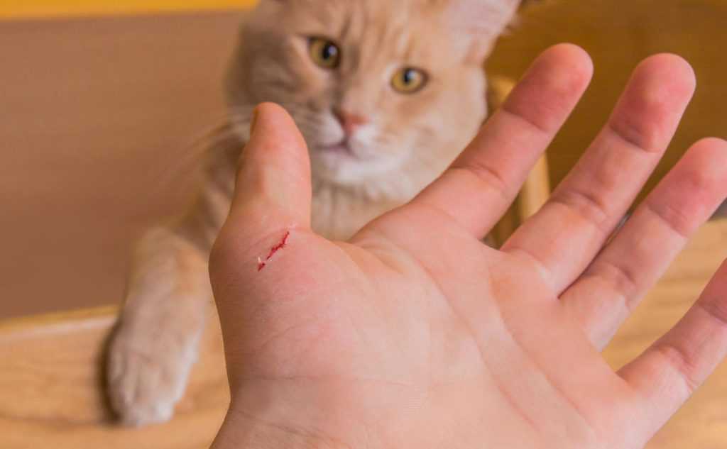Кошачьи царапины: почему они «горят» и долго заживают