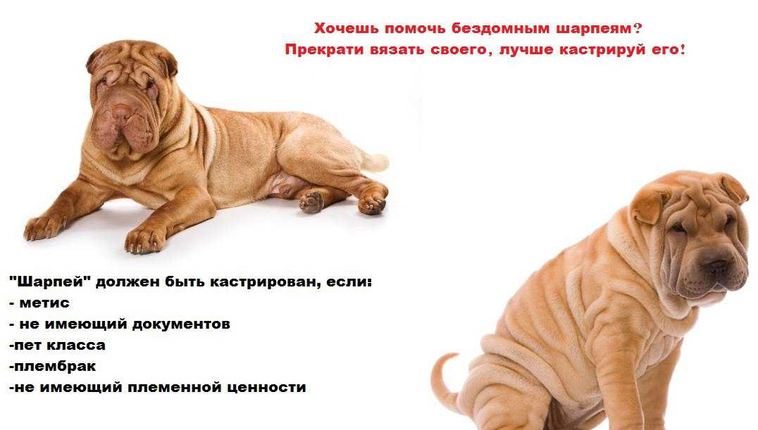 Порода собак шарпей помесь