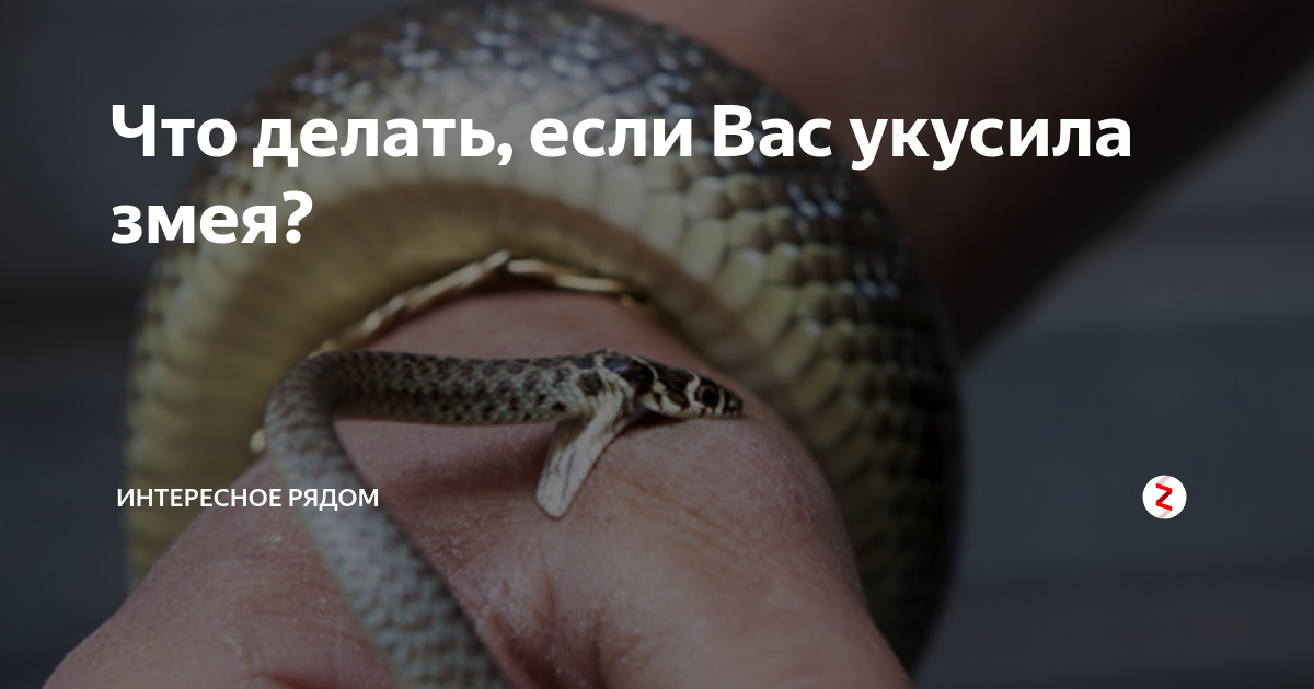 Что делать если кошку укусила змея? ответ ветеринара