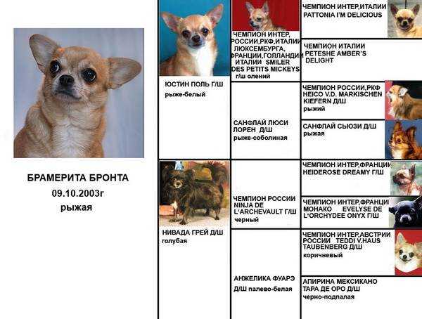 Уникальные- клички для собак мальчиков маленьких пород Интересные и красивые имена для щенка мальчика лабрадора, шпица, чихуахуа и других