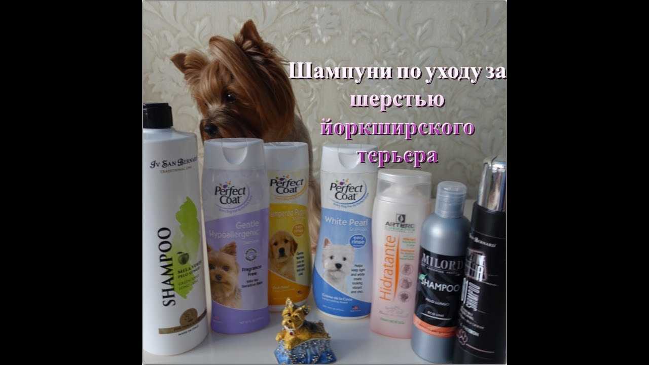 Шампунь для йоркширских терьеров: какой лучше