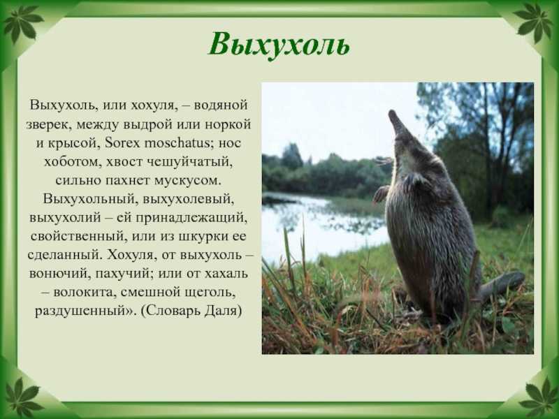 Животные красной книги орловской области - наши домашние питомцы